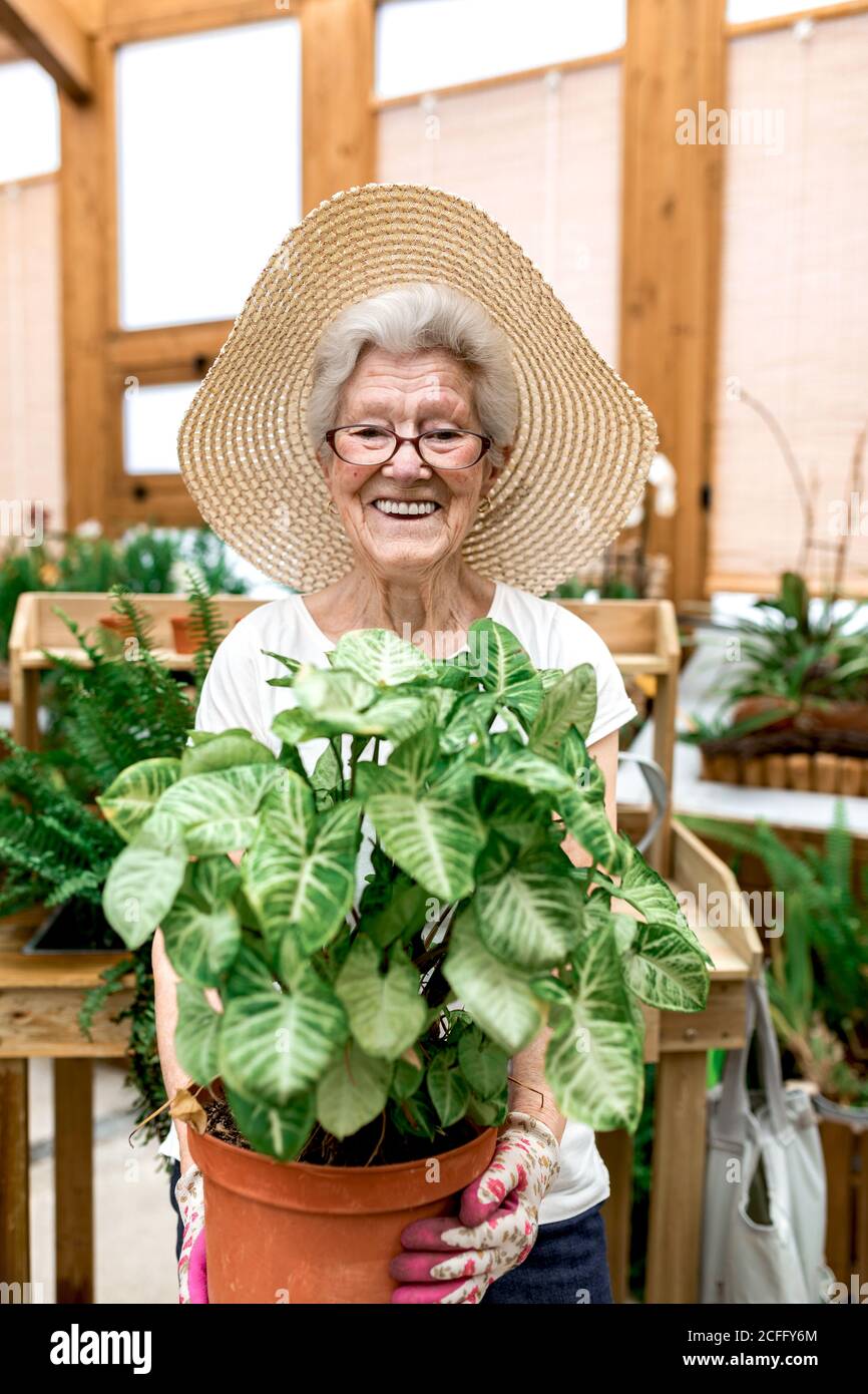 Positive ältere Frau mit Hut und Brille, die einen Topf mit einer großen grünen Pflanze trägt und für die Kamera lächelt, während sie im Treibhaus arbeitet Stockfoto