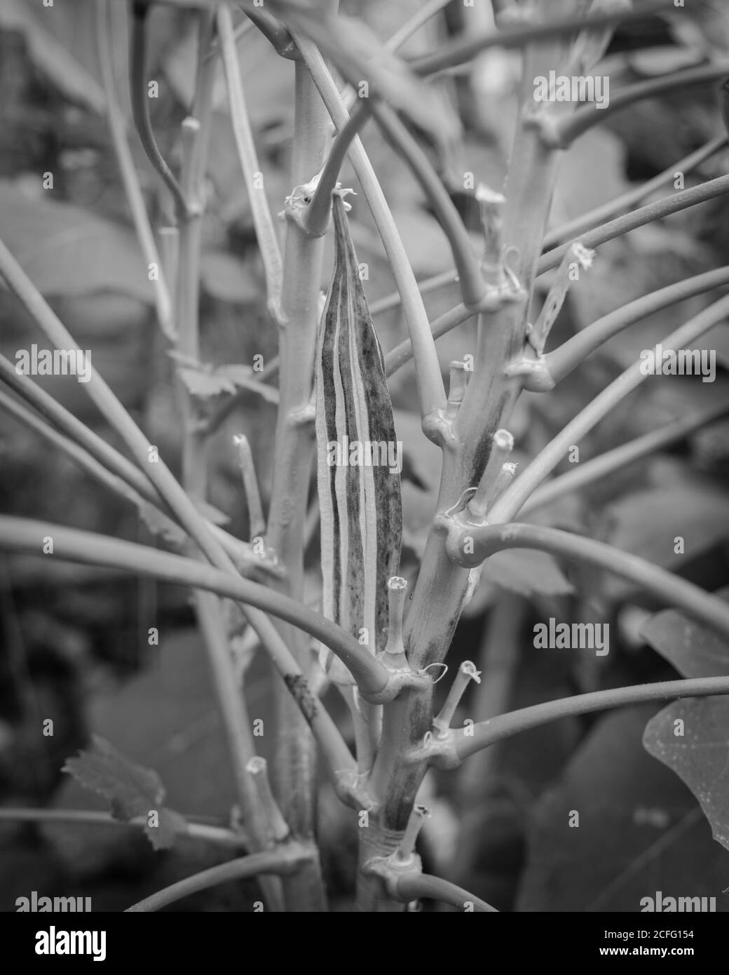 Gefiltertes Bild Bio-Okra-Pod reifen und trocknen auf der Pflanze für die Samen im Garten Hinterhof in der Nähe von Dallas, Texas, USA Stockfoto