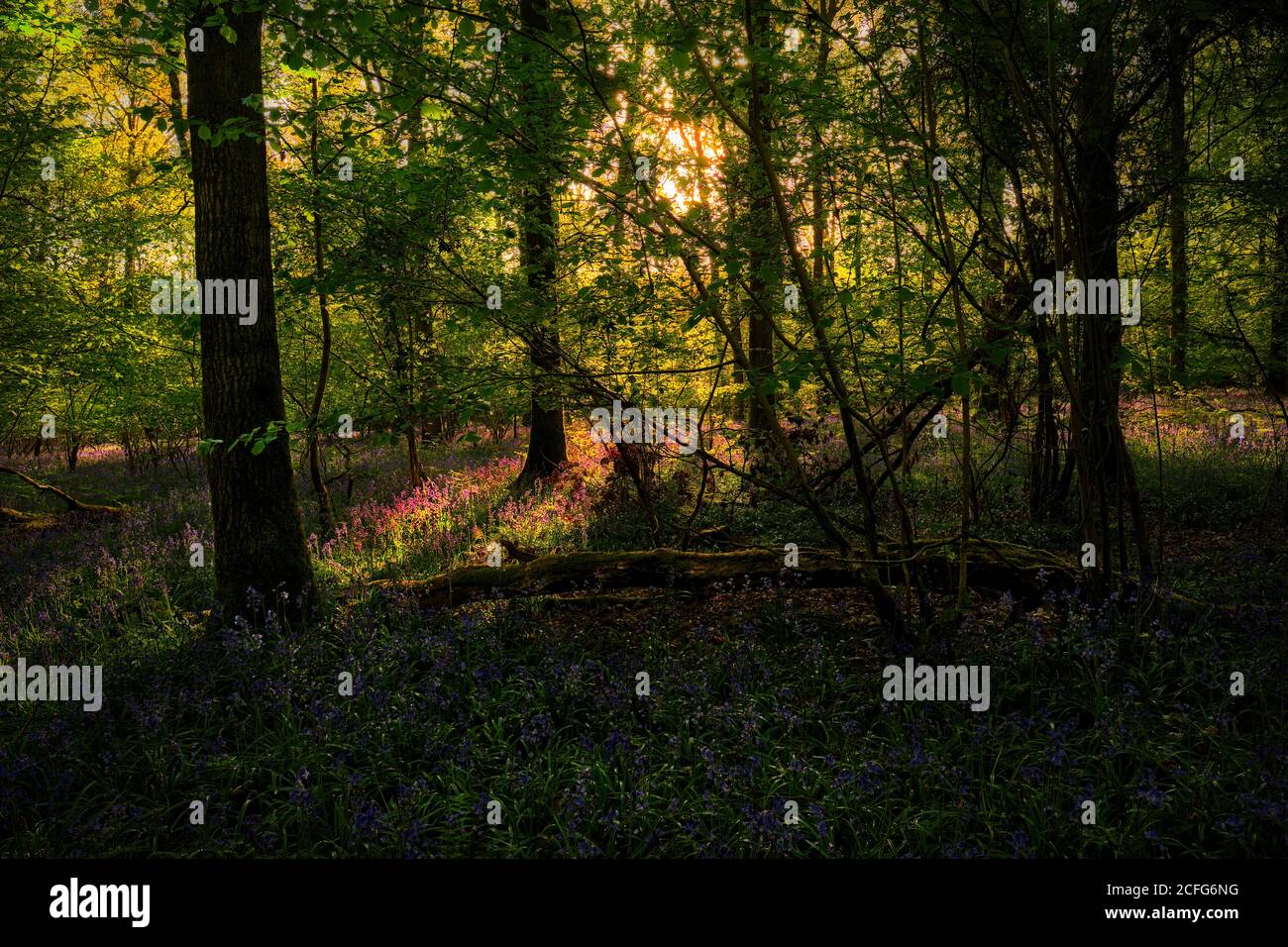 Bluebells in Woodland, verworrene Bäume Stockfoto