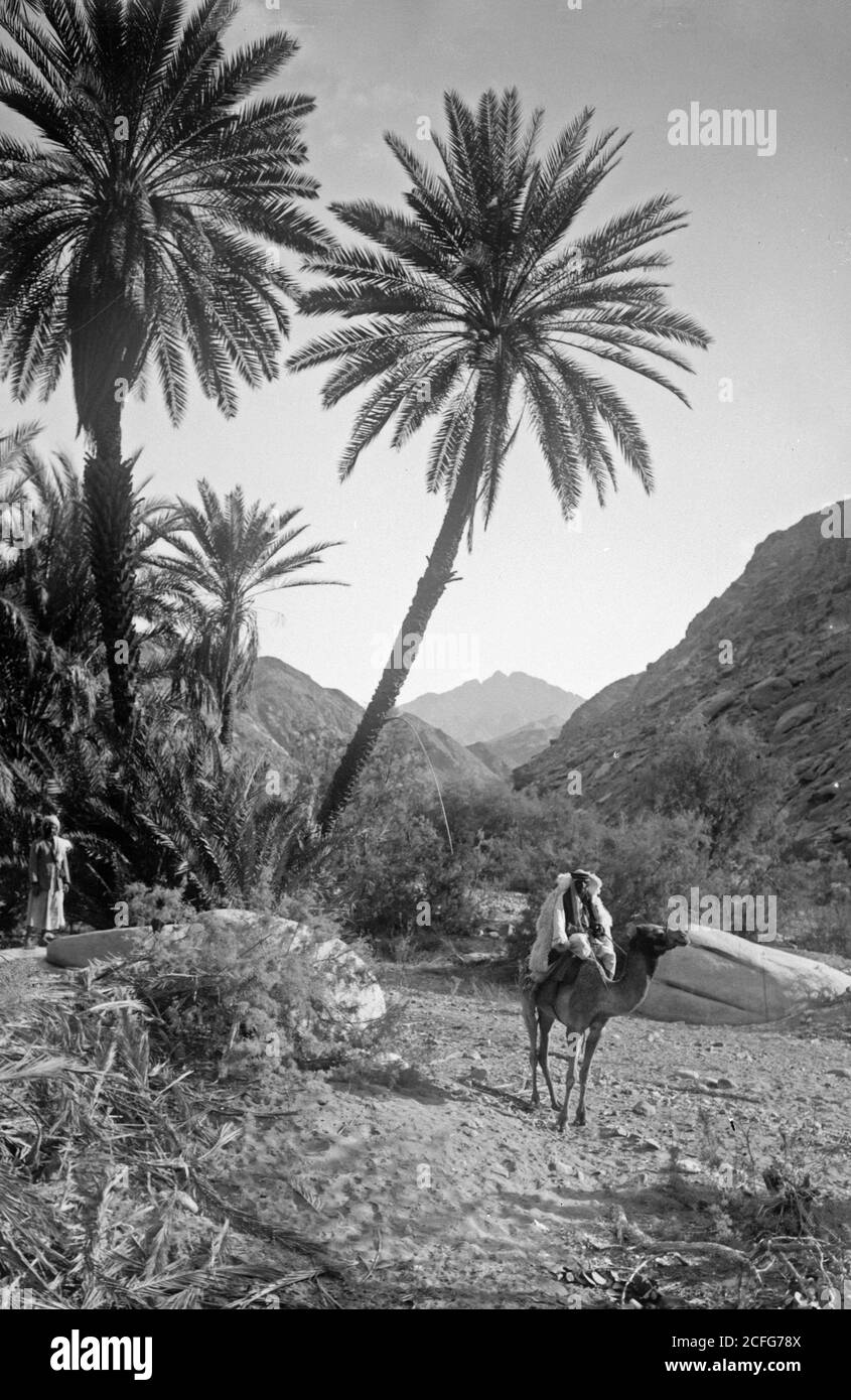 Middle East History - Sinai über das Rote Meer Tor und Wady Hebran. Malerischer Palmenhain in Wady Hebran. Stockfoto