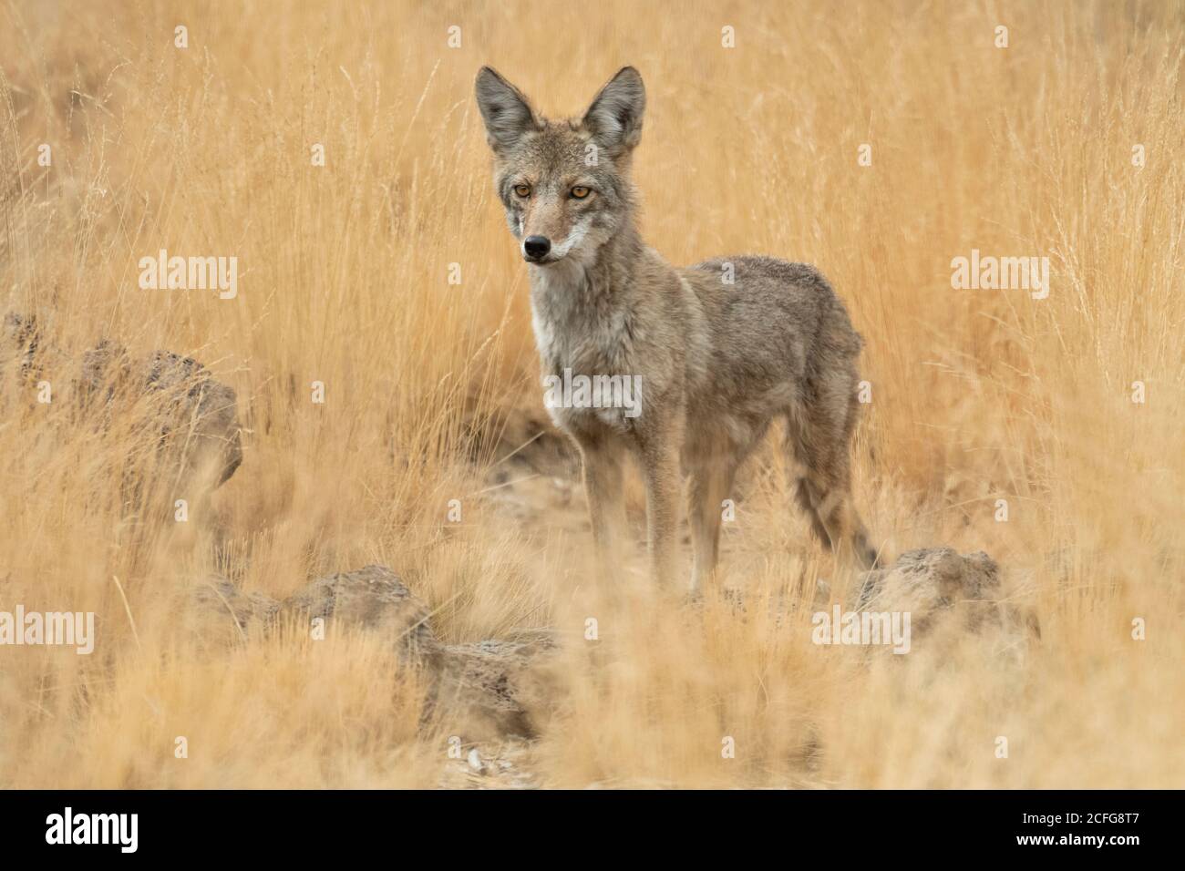 USA, Pacific Northwest, Oregon, Deschutes County, Deschutes National Forest, Canis latrans, Coyote Stockfoto