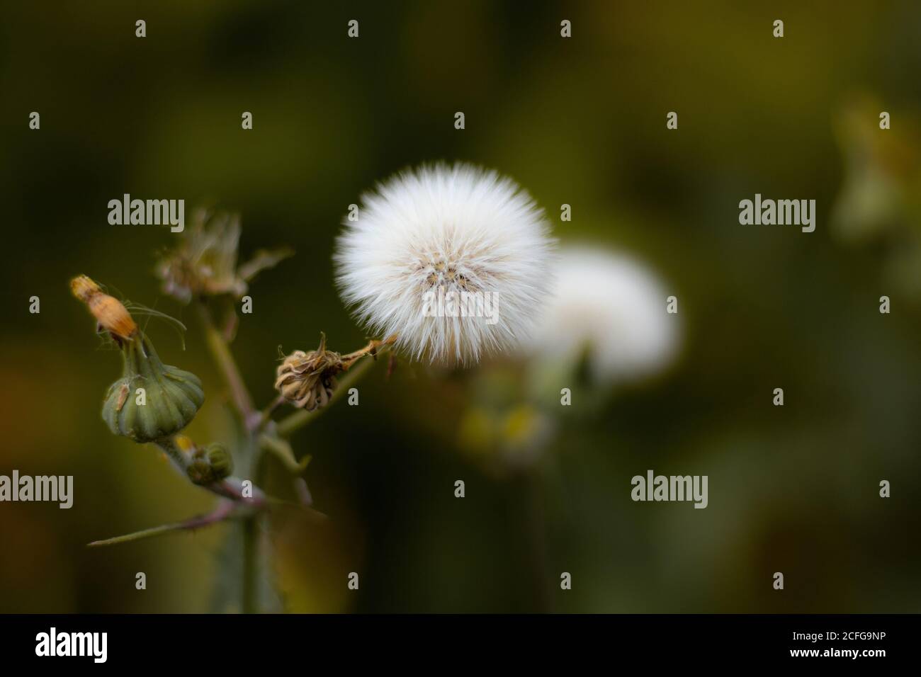 Ein Elendsan aus nächster Nähe mit guten Details Stockfoto