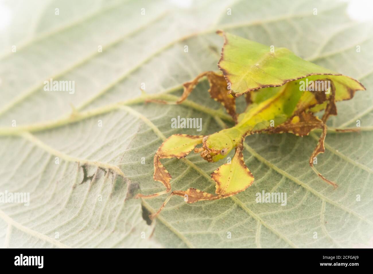 Ein junges Riesenblatt-Insekt (Phyllium giganteum) Wartet auf dem Brambleaf, das isst Stockfoto