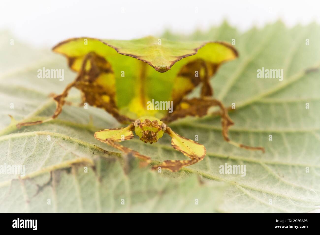 Das juvenille Riesenblatt-Insekt (Phyllium giganteum) Versucht, sich gegen das Blatt zu verstecken Stockfoto