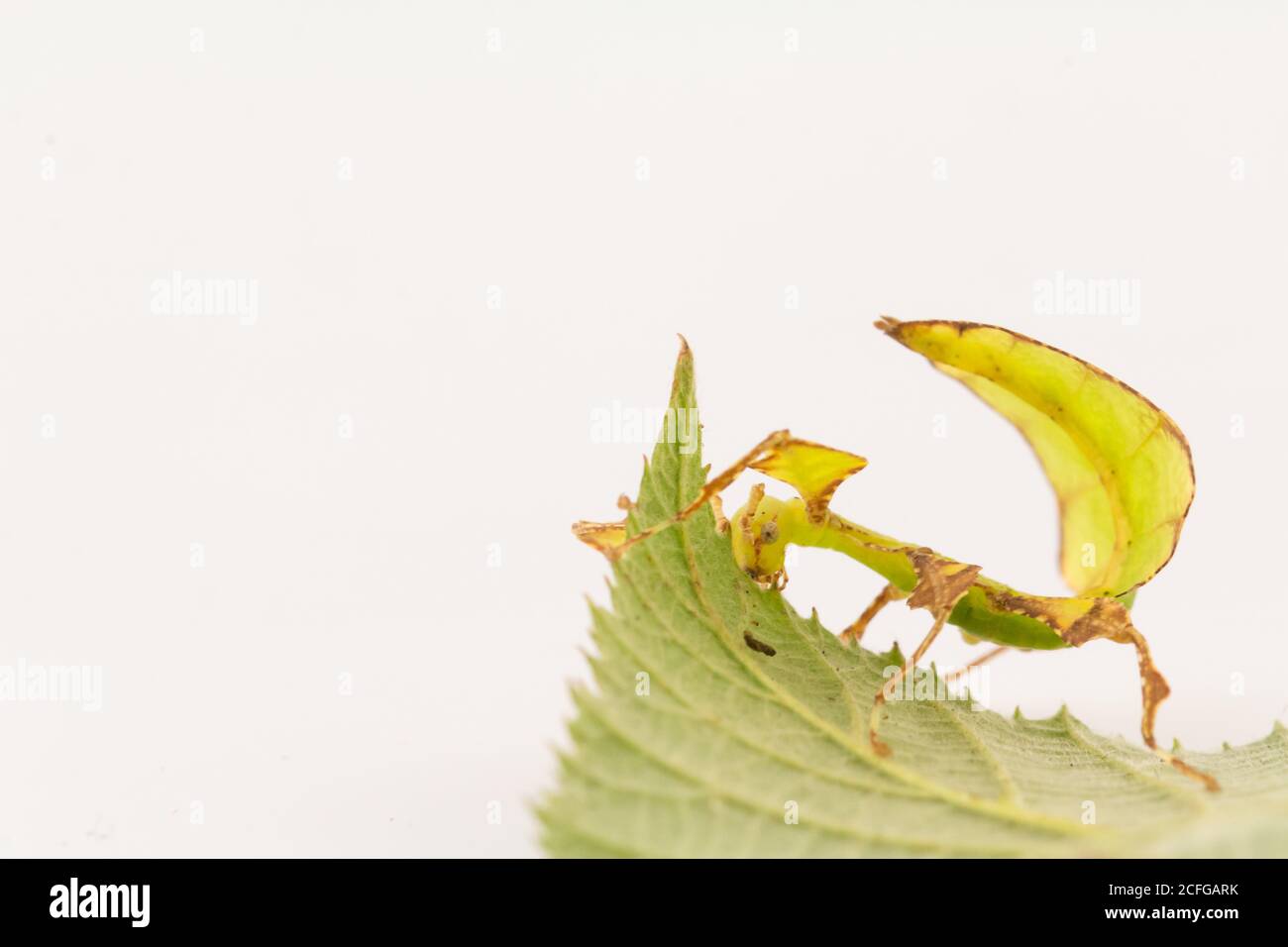 Die Locke des Schwanzes des Riesenblatt-Insekts (Phyllium giganteum) Entspricht der Locke des Brambleeblatts, das er isst Stockfoto