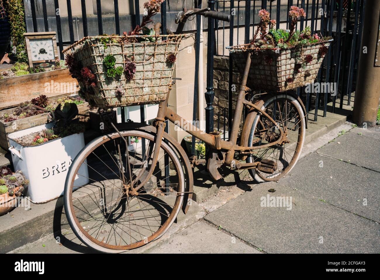 Altes rostiges Fahrrad mit Körben voll von wachsenden Sukkulenten und Pflanzen am Straßenrand der Straße, Schottland Stockfoto