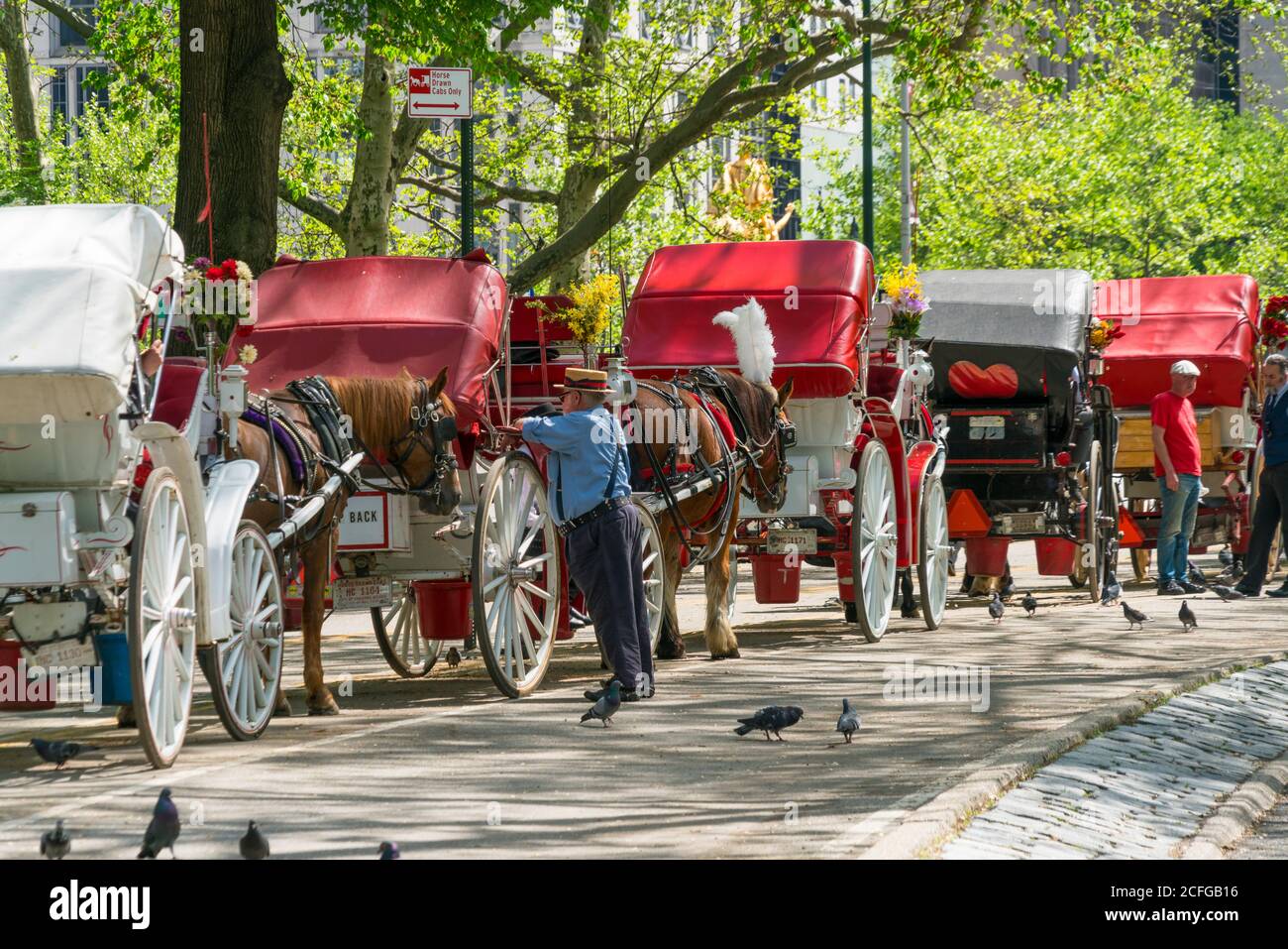 Eine Reihe von Pferdekutschen, die darauf warten, dass der Kunde am 06 2019. Mai auf der frisch von Bäumen gesäumten Park Road in New York City, NY, USA, mit der Kutsche fährt. Stockfoto