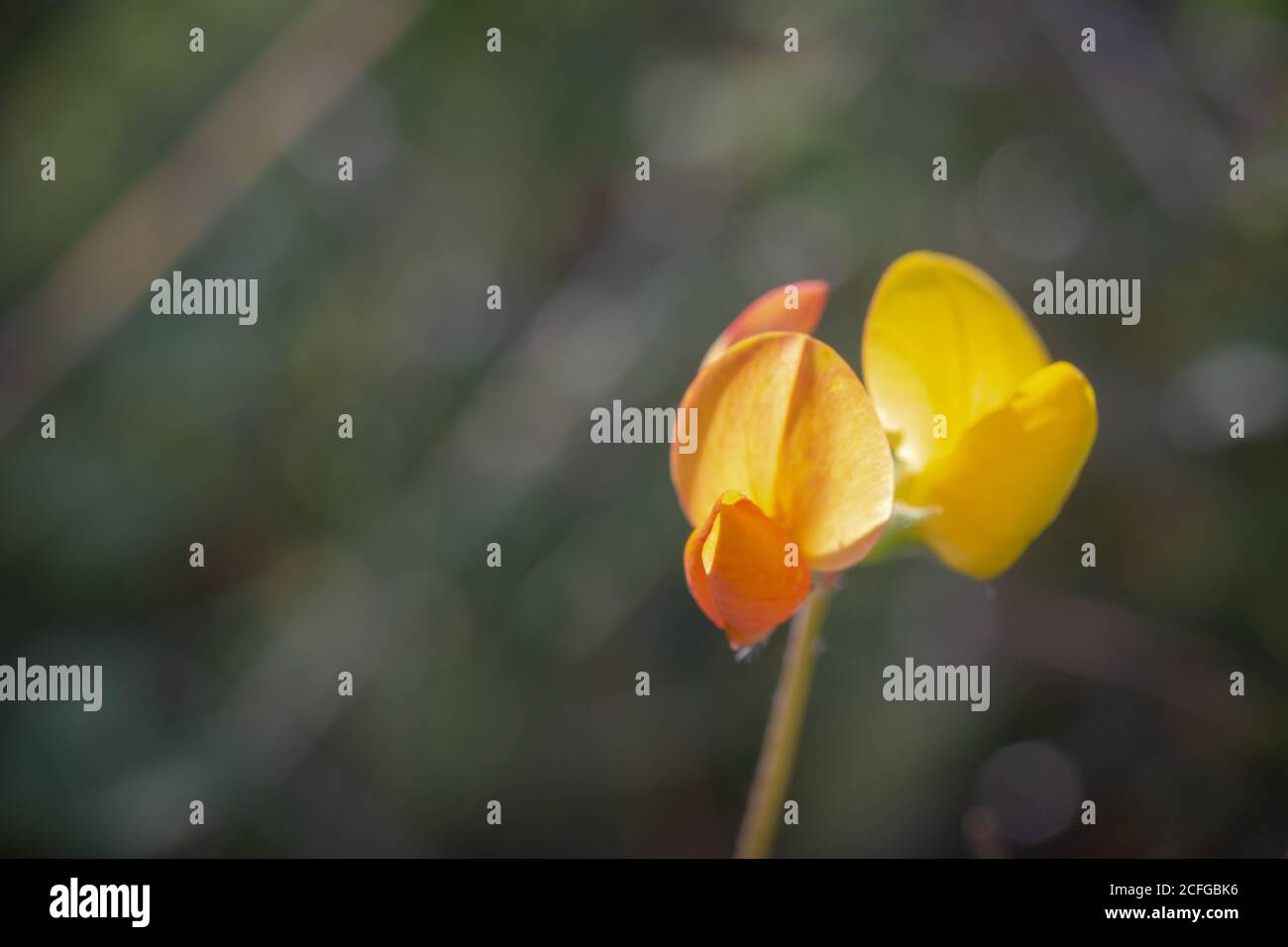 Ein einzelner Vogelfuß-Trefoil (Lotus corniculatus) Wächst auf einer Sussex-Wiese auf Stockfoto