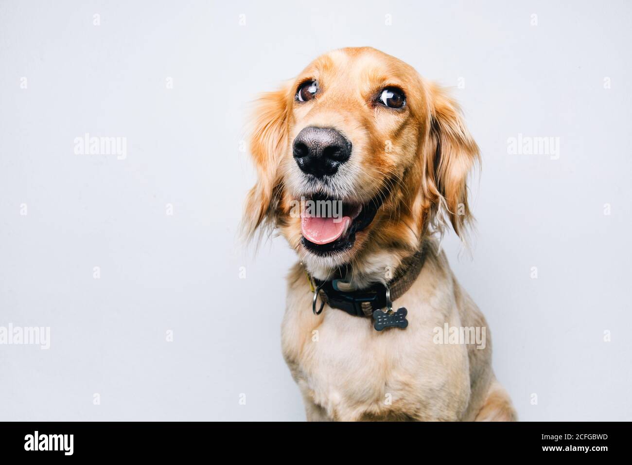 Liebenswert gesund aktiv Pedigreed Hund mit Kragen sitzt gegen weiß Hintergrund Stockfoto