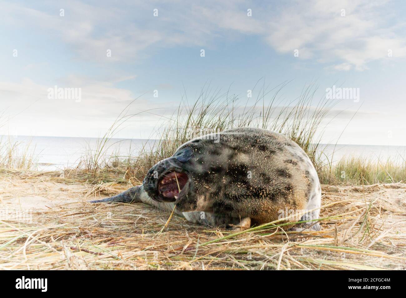Ein junger grauer Robbenjunge (Halichoerus grypus) Spielt mit dem Gras auf den Norfolk Dünen Stockfoto
