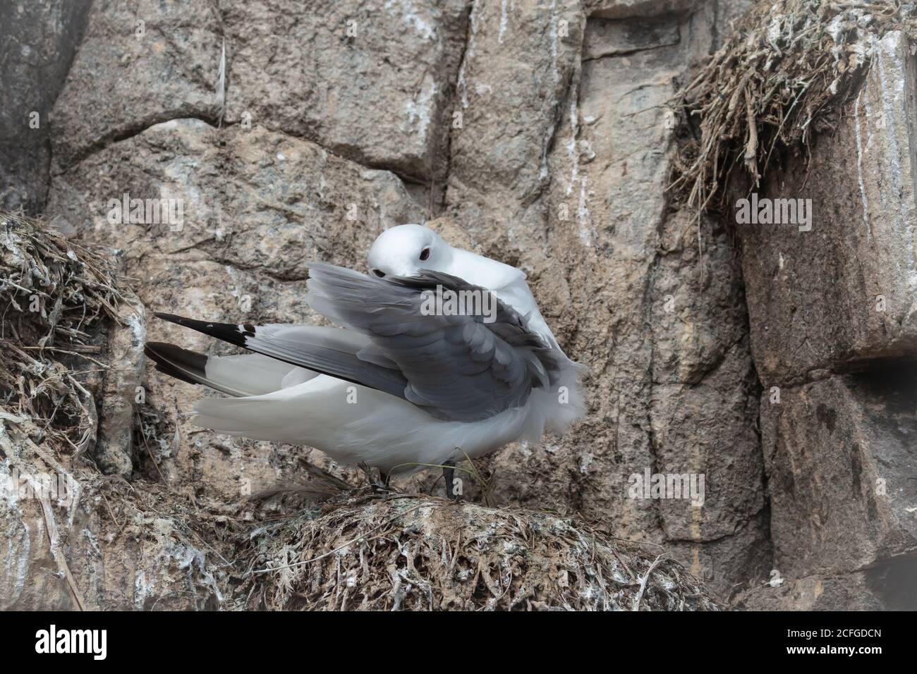 Der Erwachsene Dreizehenmöwe (Rissa tridactyla) Reinigt die Federn seines Flügels, während er auf ihm sitzt Leere Nester auf der Northumberland Klippe Stockfoto