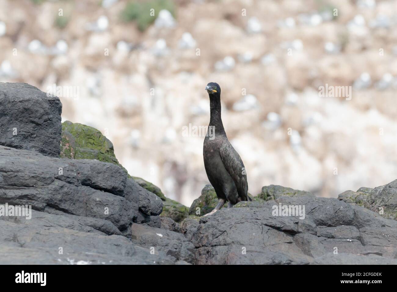 Die schwarzen Federn des Shags (Phalacrocorax aristoteles) Tarnung gegen die schwarzen und grünen Farben der Felsen Der Farne-Inseln Stockfoto