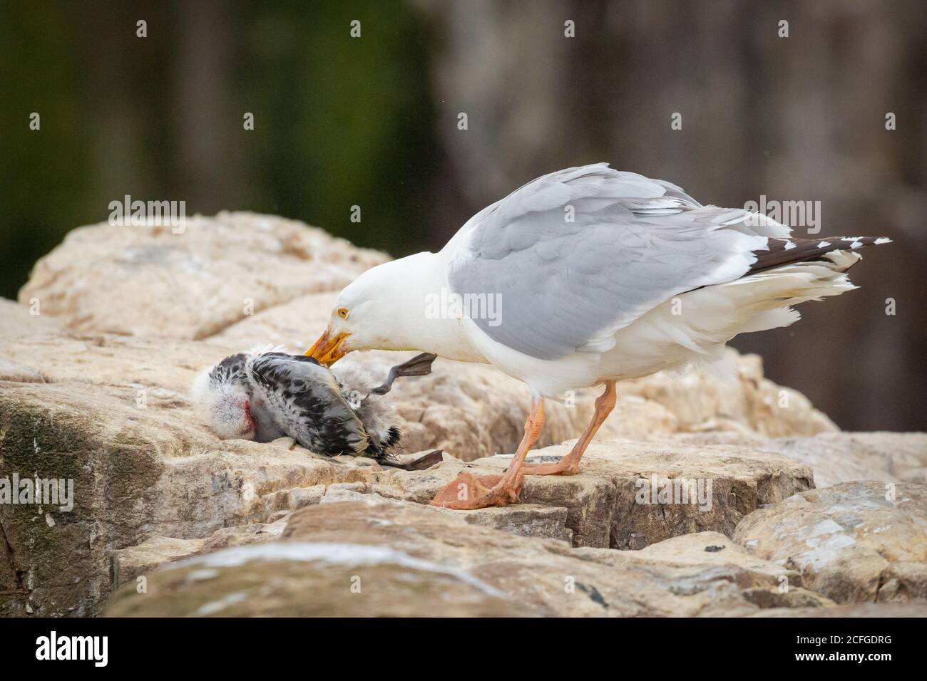 Heringsmöwe (Larus argentatus) Nimmt und tötet ein junges kittiwake Küken (Rissa tridactyla) Aus seinem Nest, bevor es auf der Klippe getötet Stockfoto