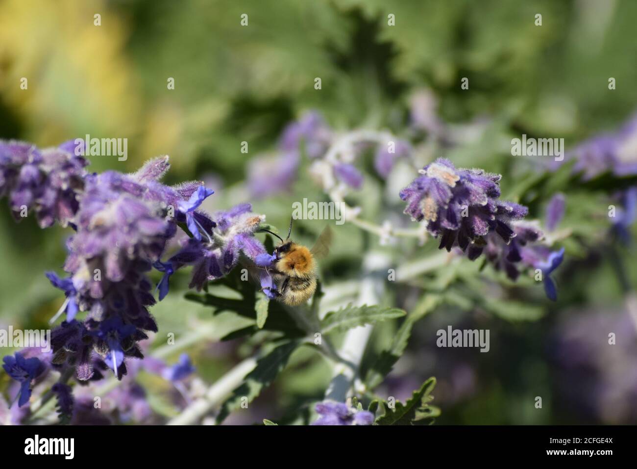 Tawny Mining Biene auf einer Blüte Stockfoto