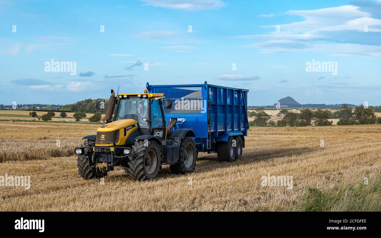 East Lothian, Schottland, Großbritannien, 5. September 2020. UK Wetter: Letzte Getreideernte. Die letzten Getreidefelder werden in diesem Teil der Grafschaft mit einem Traktor geerntet, der einen Anhänger voller Weizenkorn schleppt. Ein Blick auf Berwick Law in der Ferne Stockfoto