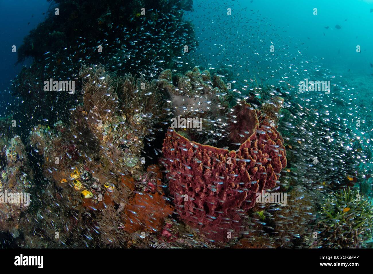 Eine Vielzahl gesunder Korallen und Fische gedeihen auf einem spektakulären Korallenriff in Raja Ampat, Indonesien. Dieses abgelegene Gebiet birgt eine hohe Artenvielfalt. Stockfoto