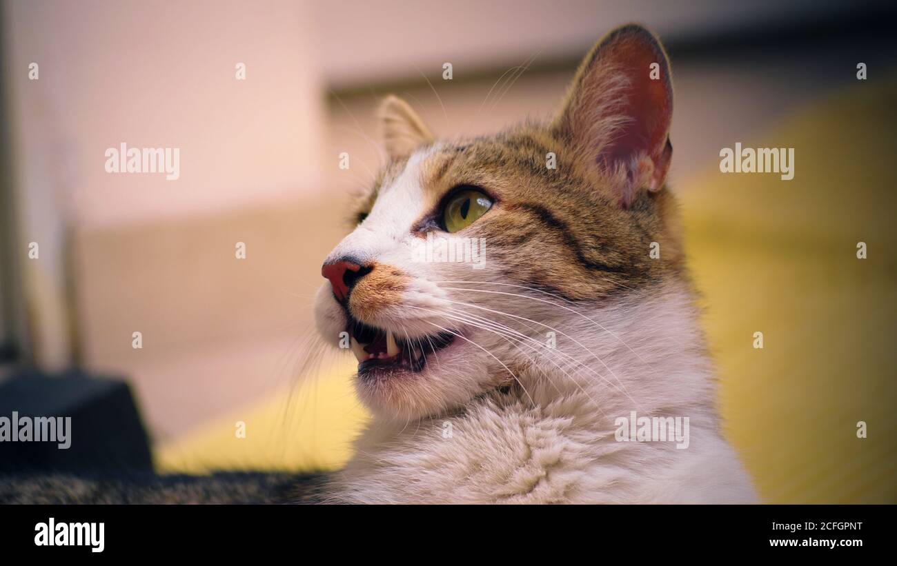 Glückliche, gesunde inländische tabby Katze aufschauen. Nahaufnahme, in Innenräumen, geringe Schärfentiefe. Stockfoto