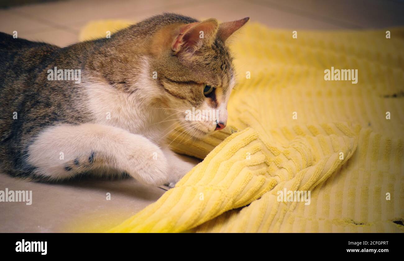 Glückliche, gesunde inländische tabby Katze spielen Jagd, gerade über zu stürzen. Stockfoto