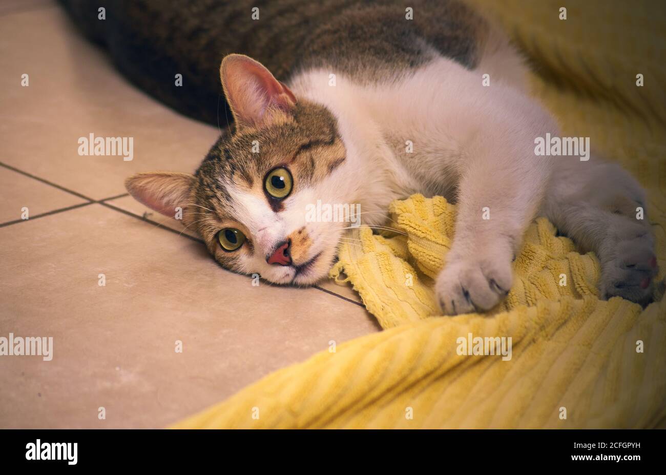 Wunderschöne, gesunde tabby Katze spielt auf dem Boden mit einem gelben Handtuch. Stockfoto