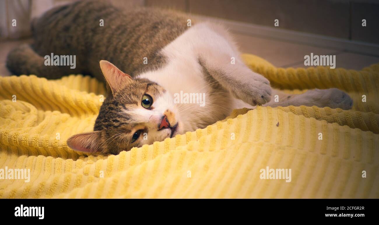 Wunderschöne, gesunde tabby Katze spielt auf dem Boden mit einem gelben Handtuch. Stockfoto