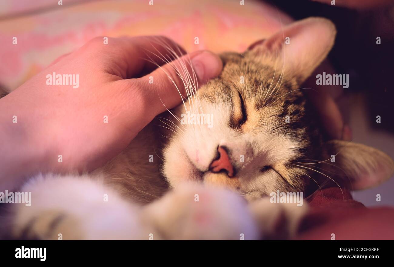 Junge, gesunde tabby Katze erhält Zuneigung von seinem Besitzer. Stockfoto