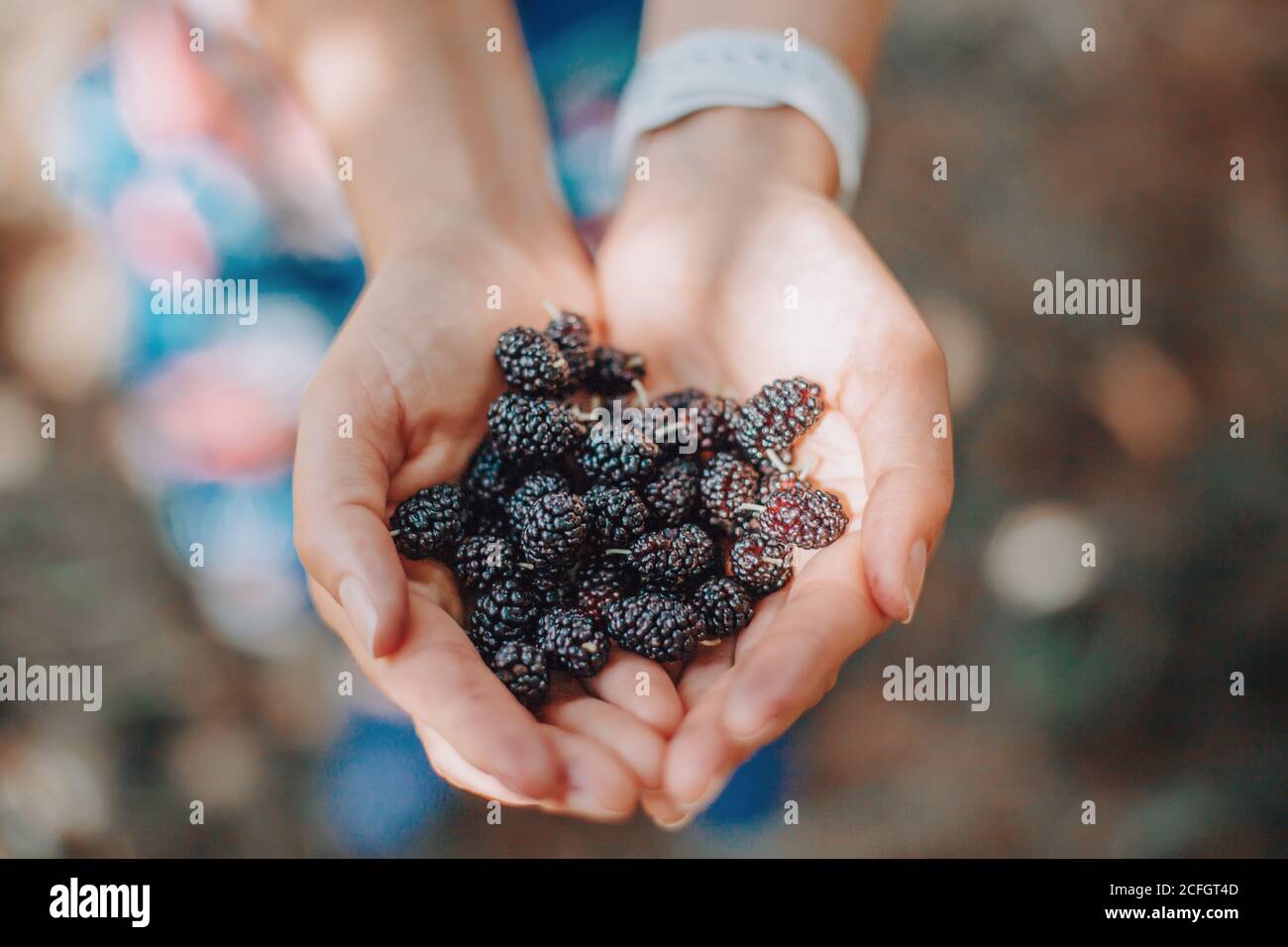 Nahaufnahme der menschlichen Hände mit frischen reifen Sommerbeeren. Eine Handvoll schwarzer Maulbeeren. Bauer Sammeln Ernte saisonalen Beeren Ernte von Baum bei cou Stockfoto