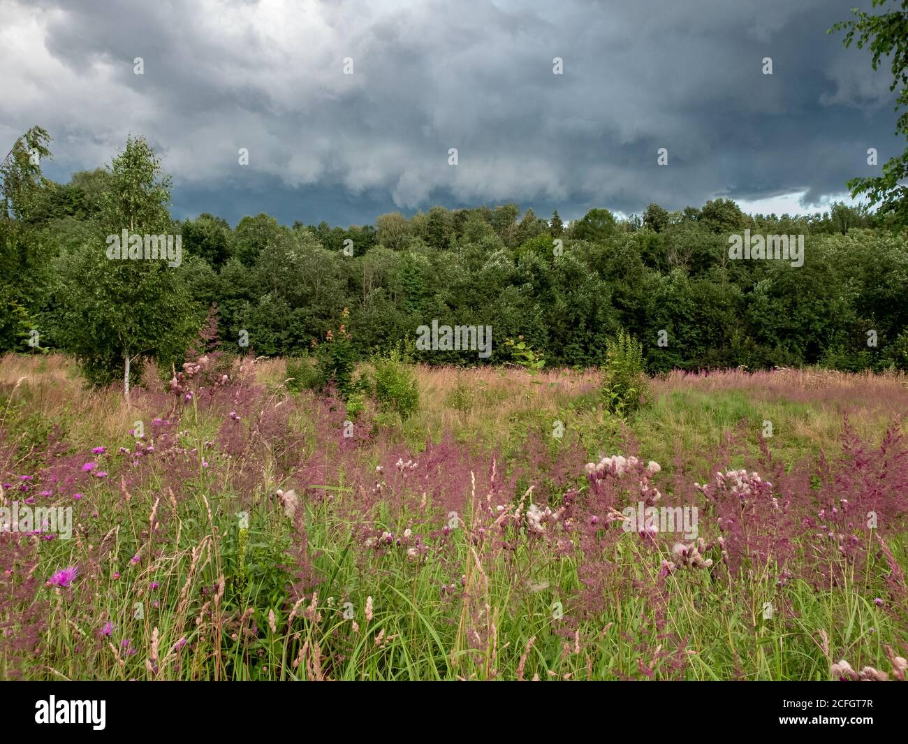 Schöne Sommerlandschaft bei bewölktem Wetter in Russland Stockfoto