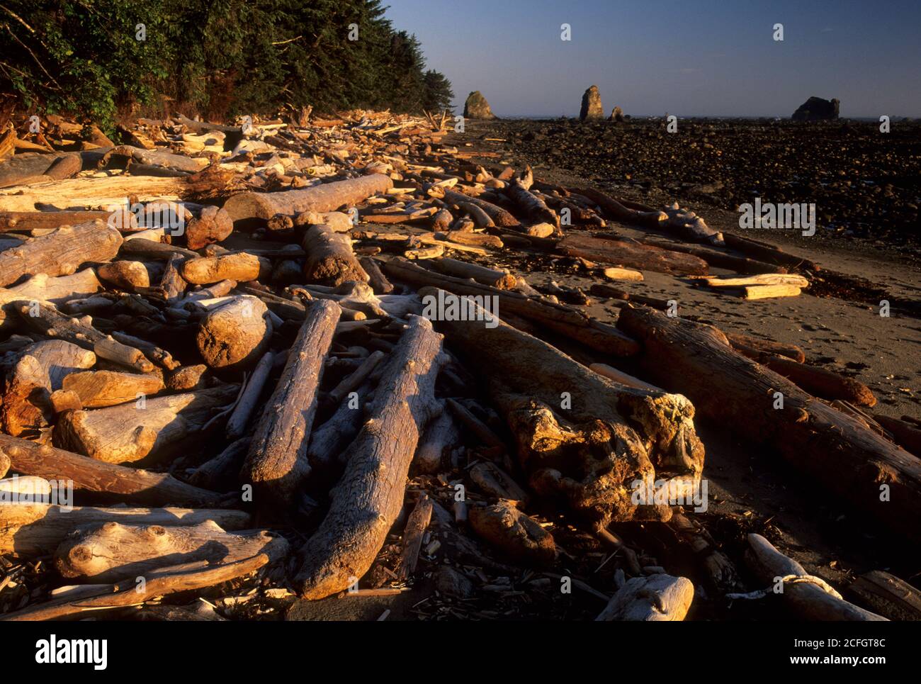 Logs on Beach in der Nähe von Wedding Rock, Olympic National Park, Washington Stockfoto