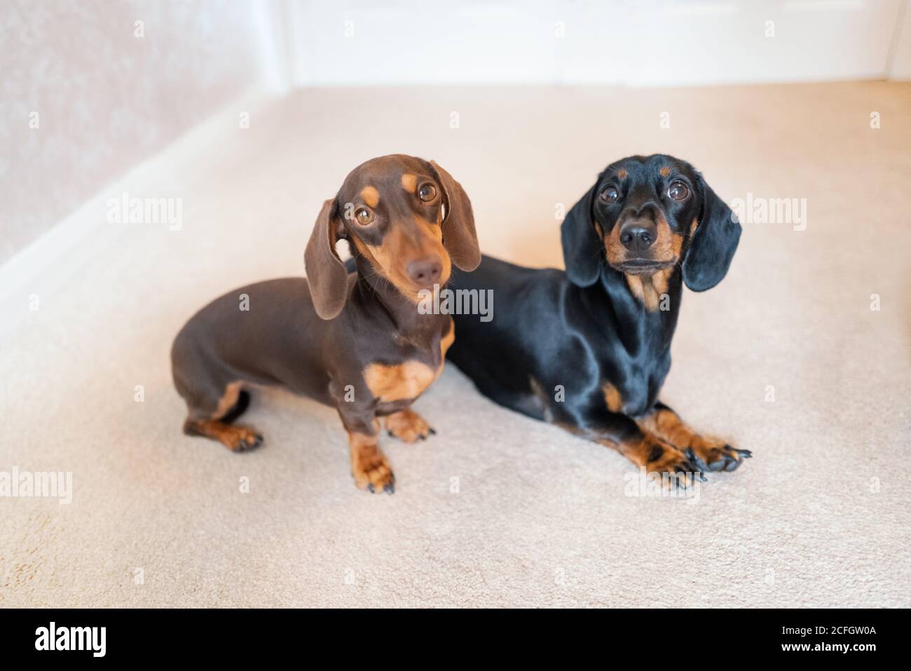 Zwei entzückende Miniatur-Dackel drinnen auf einem cremefarbenen Teppich. Beide Hunde schauen auf die Kamera. Stockfoto