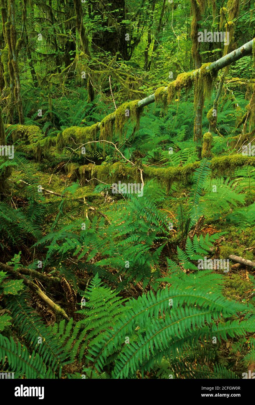 Alten Wald, North Fork Sauk Wild and Scenic River, Mt Baker-Snoqualmie National Forest, Washington Stockfoto