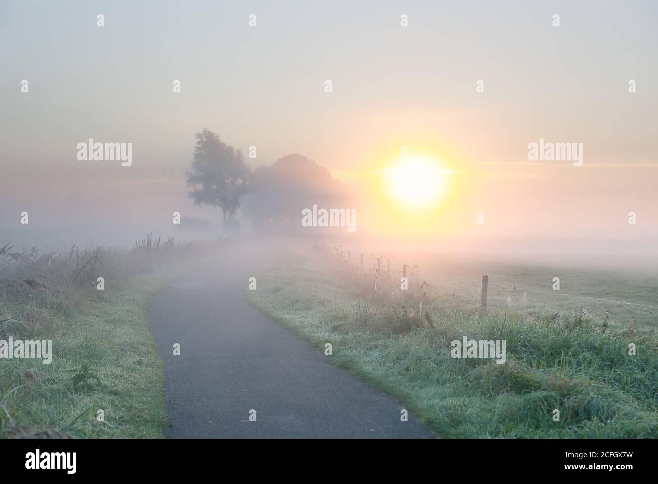 Landstraße im dichten Nebel bei Sonnenaufgang im Sommer Stockfoto