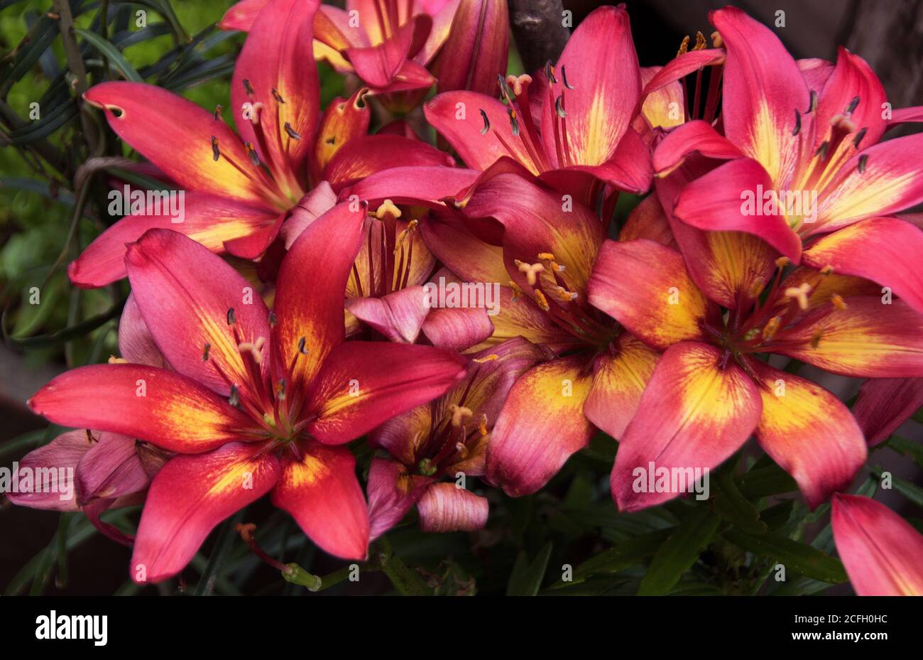 Flammende rote und gelbe asiatische Lilien Stockfoto