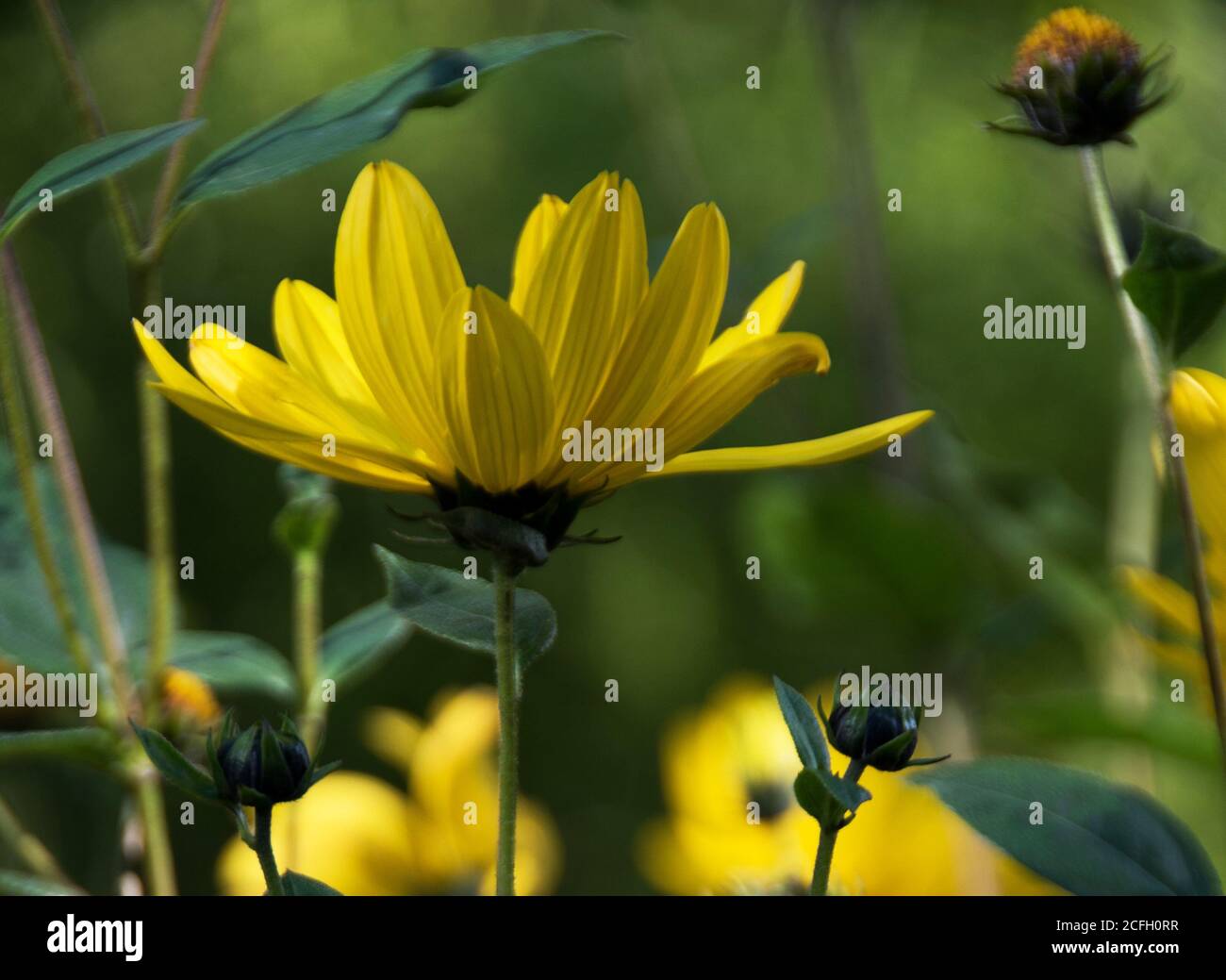 Helianthus tuberosus Stockfoto