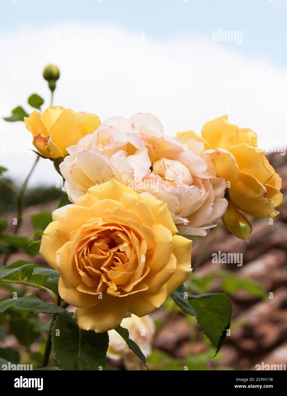 Rosa 'Golden Celebration' Stockfoto