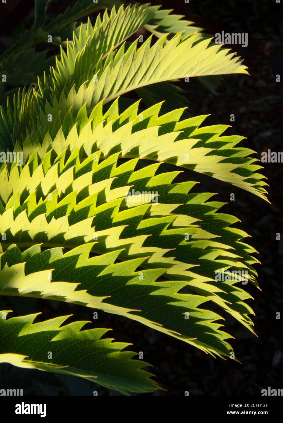 Blattmuster, Melianthus major, Honeybush, heimisch in Südafrika Stockfoto