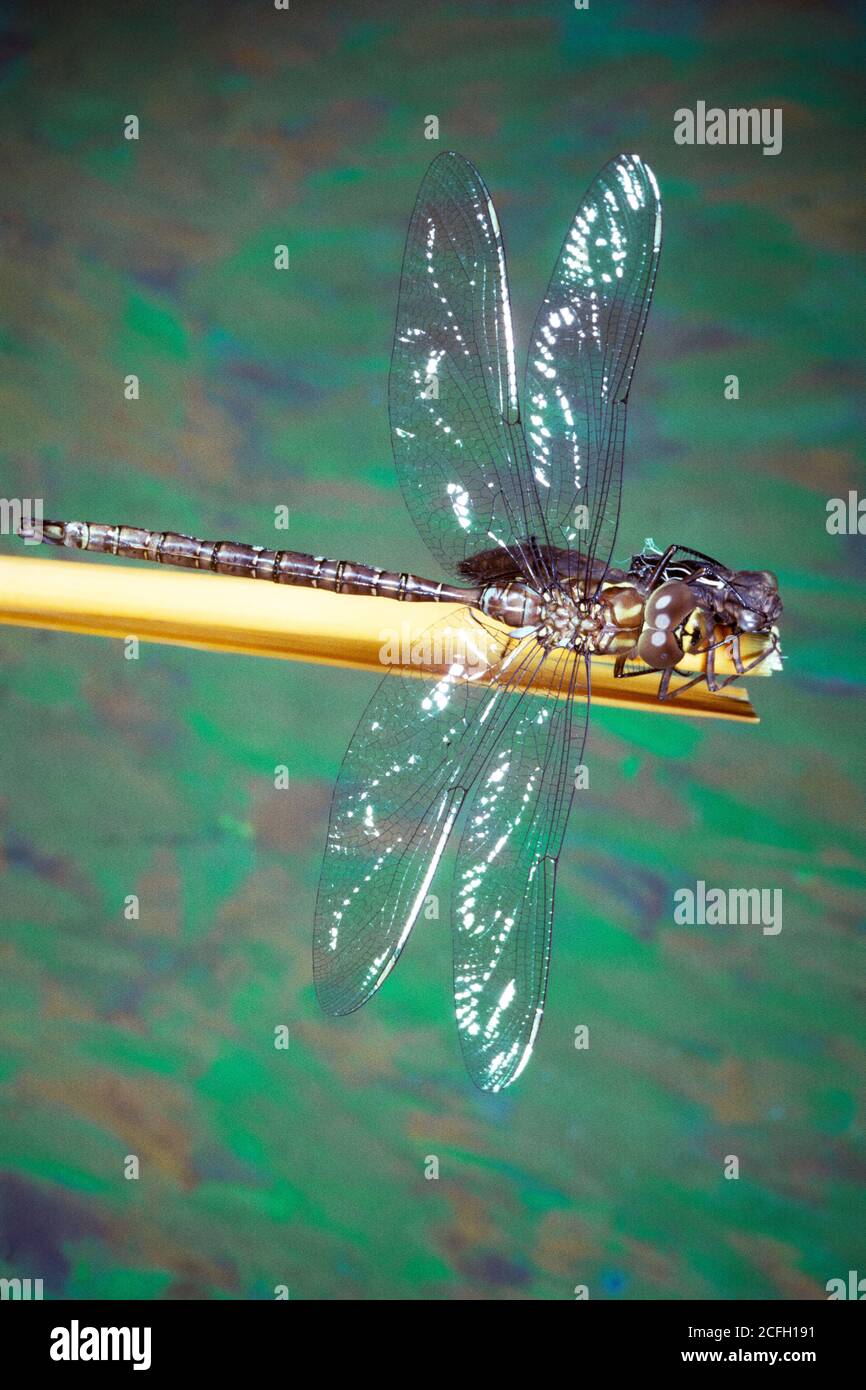 1980ER METAMORPHOSE SEQUENZ 5 LIBELLE ALTE NYMPHE KÖRPER VOLLSTÄNDIG VERGOSSEN UND BEREIT FÜR FLUGFLÜGEL VOLL GEFÜLLT UND TRANSPARENT - 017606 LAN001 HARS TRANSPARENT Stockfoto