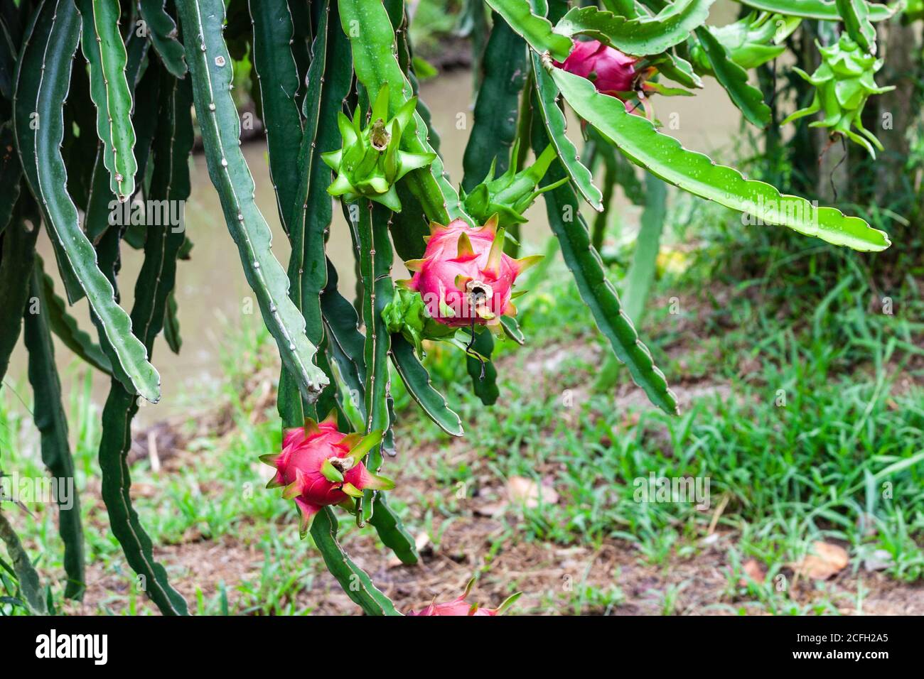 drachenfrucht oder pitaya wächst auf einer Weinrebe populär asiatisch Obst Stockfoto