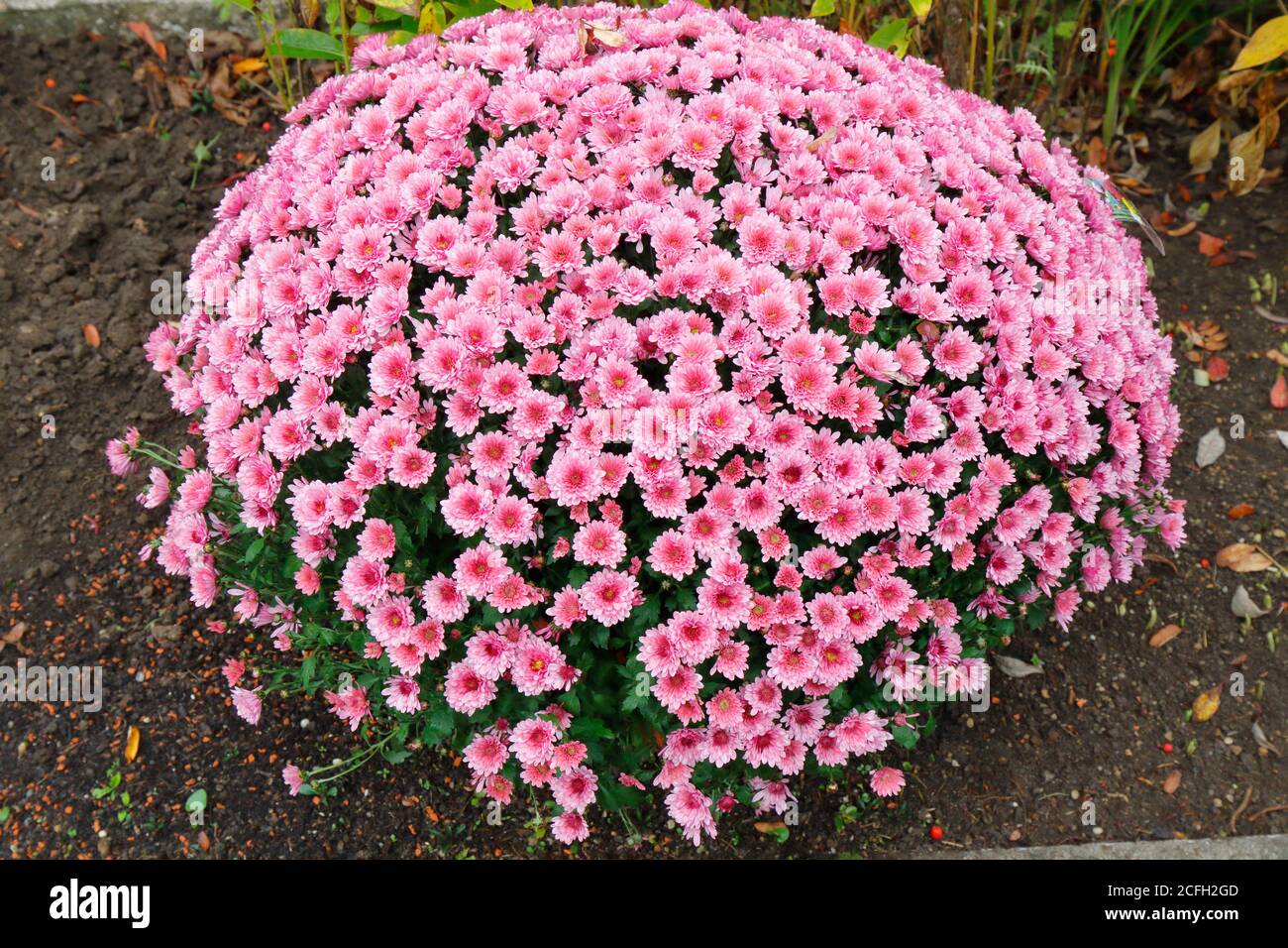 Ein prächtiger Strauch von purpurnen Chrysanthemen Stockfoto