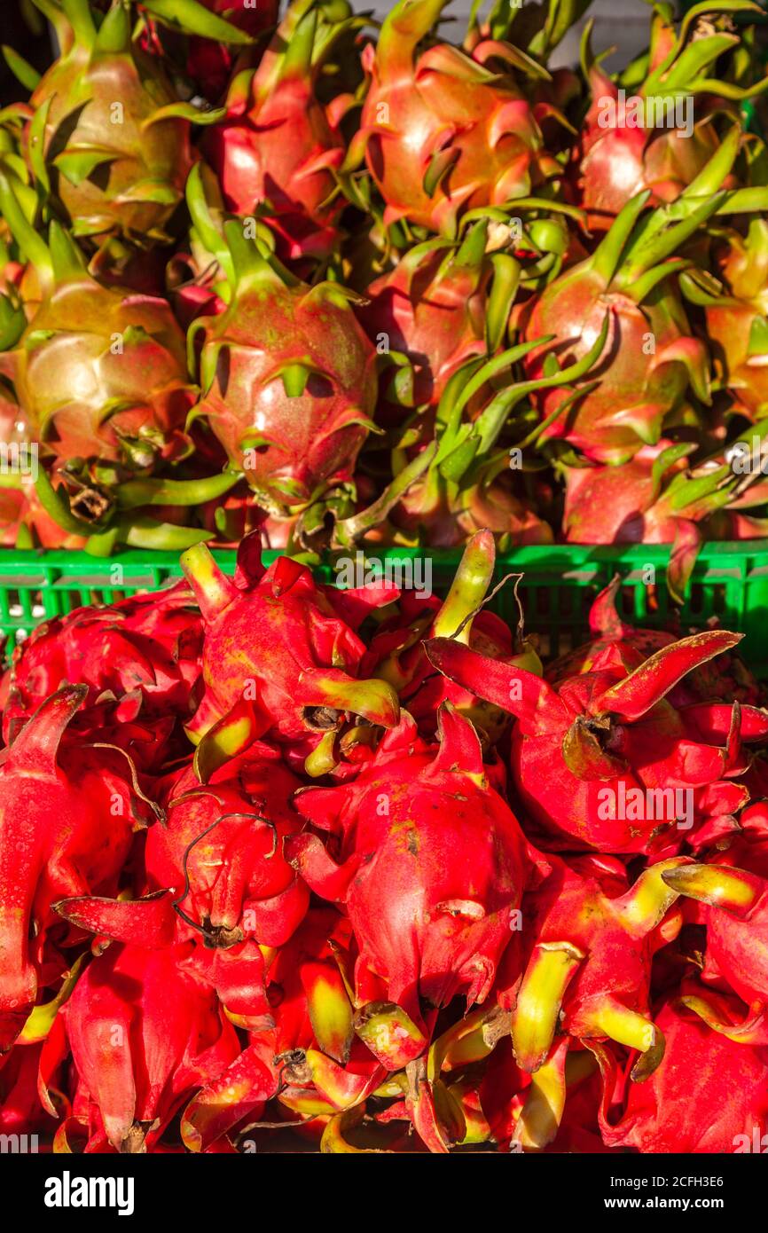 drachenfrucht oder pitaya wächst auf einer Weinrebe populär asiatisch Obst Stockfoto