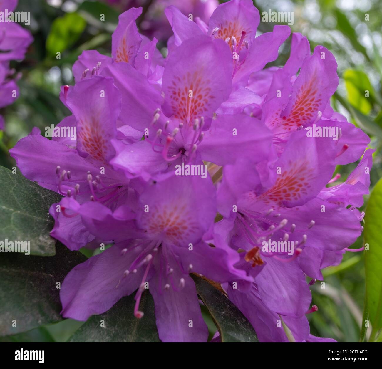 California Country Park in Finchampstead Stockfoto