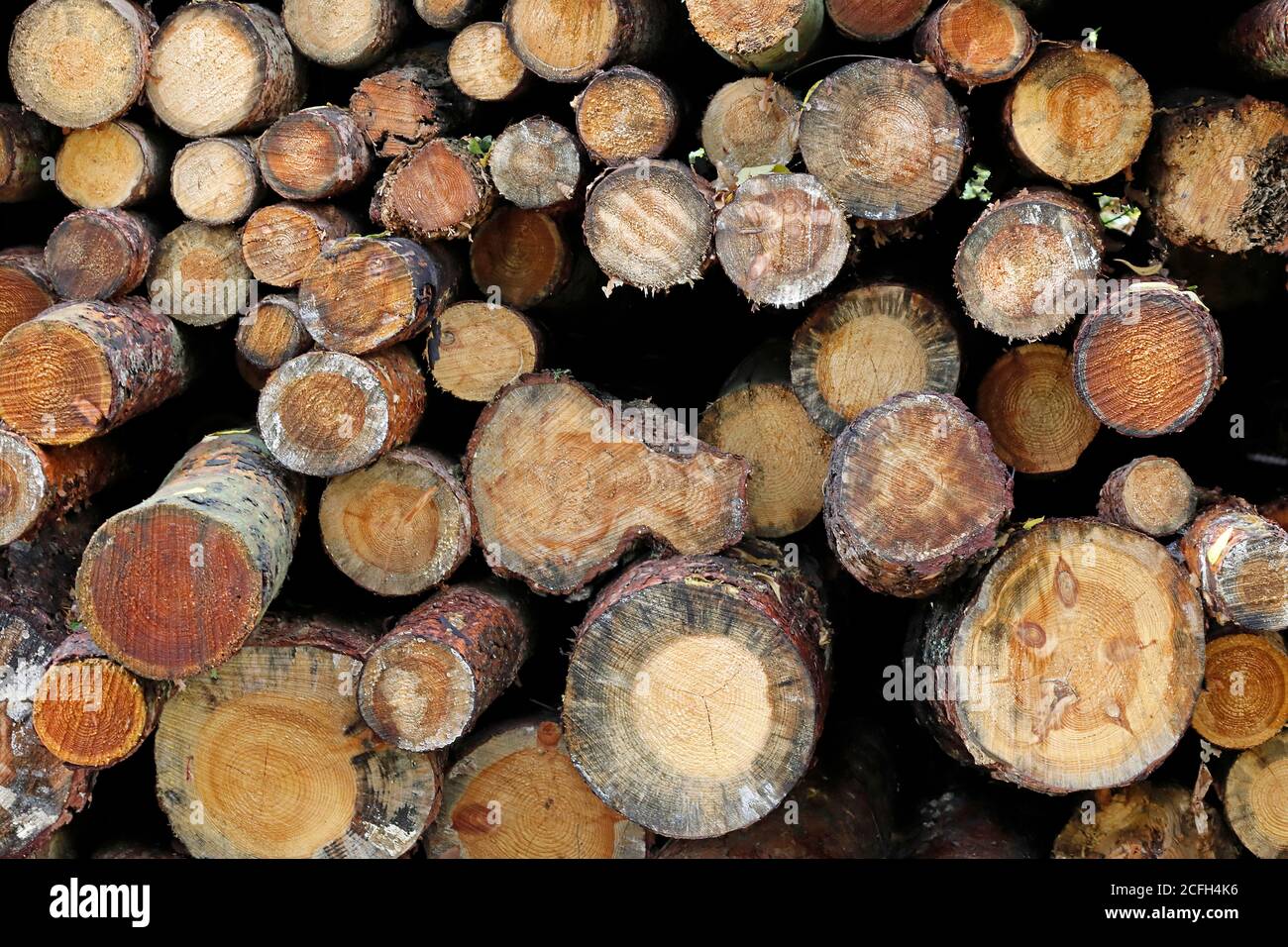 Gelagertes Holz in einem Wald Stockfoto