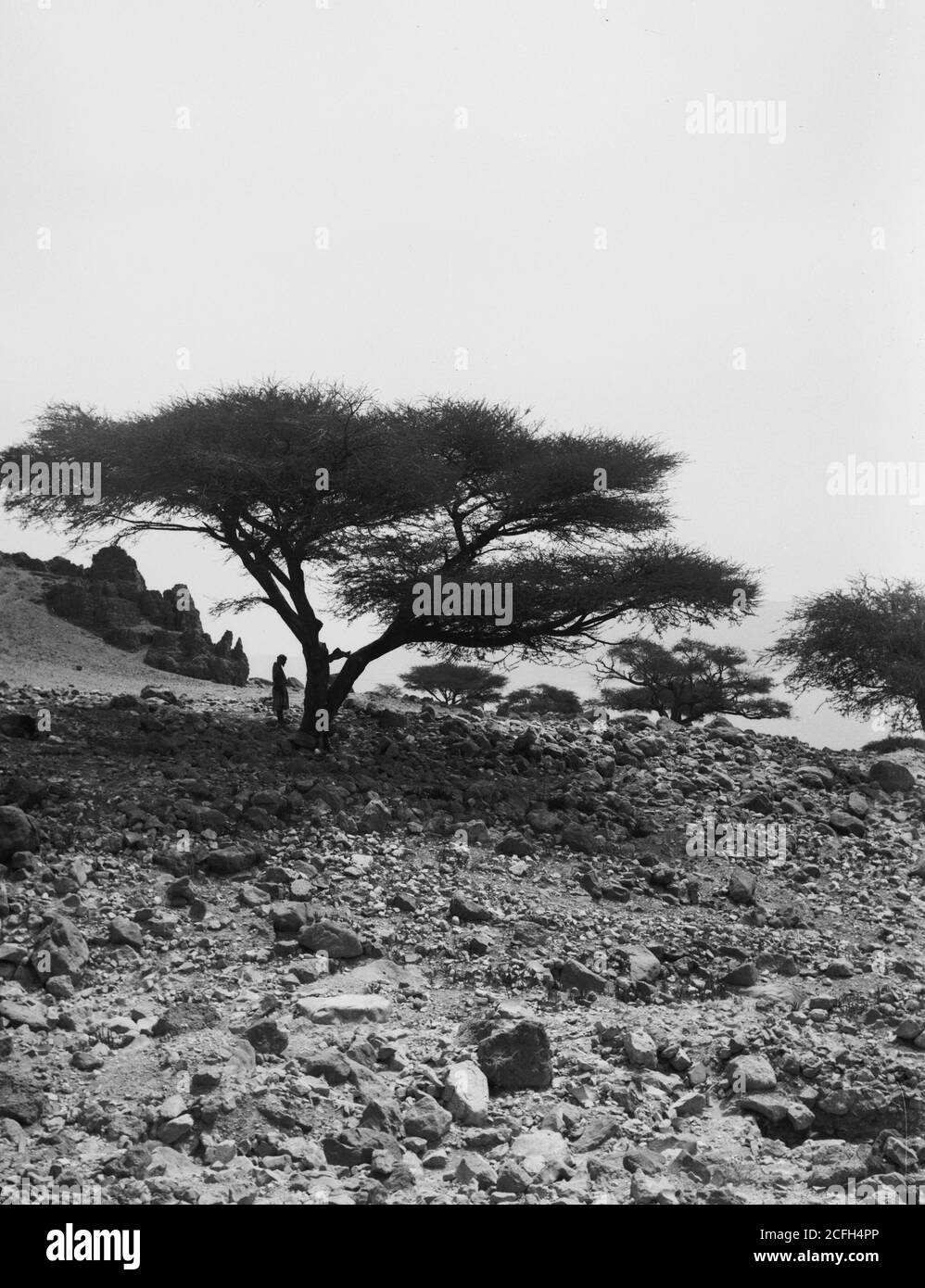 Rund um das Tote Meer. Hain von Shittim Bäumen in 'Ain Jiddy Ca. 1900 Stockfoto