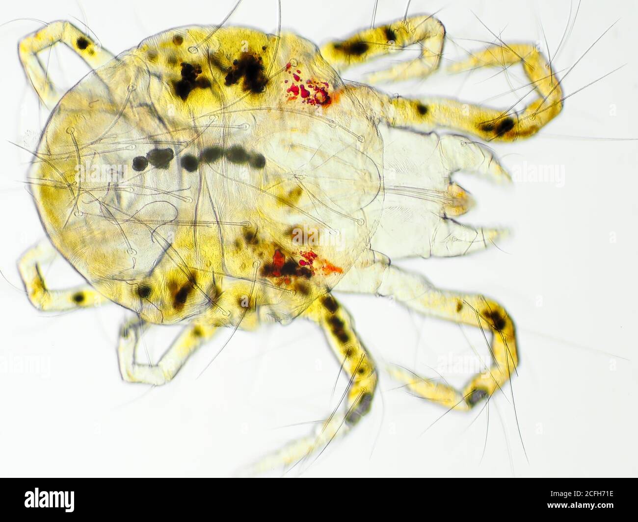 Spinnenmilbe (wahrscheinlich Pazifische Spinnmilbe oder Willamette Spinnmilbe) unter dem Mikroskop, horizontales Sichtfeld ist etwa 0,61 mm Stockfoto