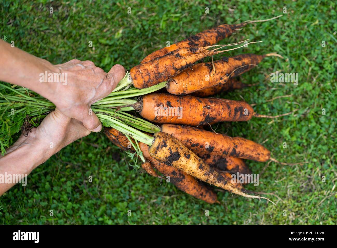 Frau Farmerin hält ein Bündel von frischen Karotten in den Händen auf dem grünen Gras. Karotten im Garten im Herbst ernten. Stockfoto