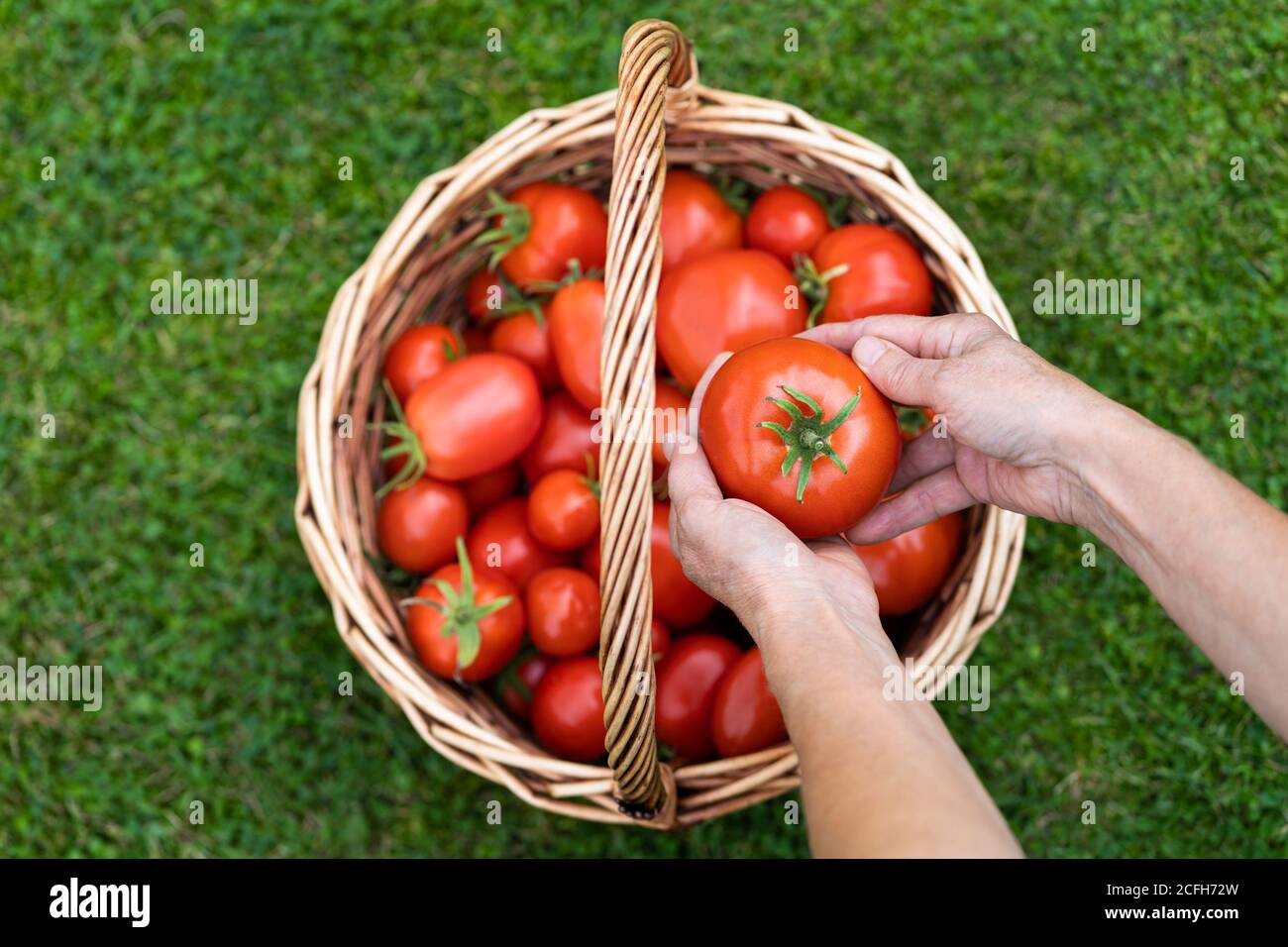 Draufsicht der Frau Bauern Hände halten geerntete reife Tomaten, Korb mit frisch gepflückten Tomaten auf grünem Gras. Gartenbau und Landwirtschaft. Stockfoto