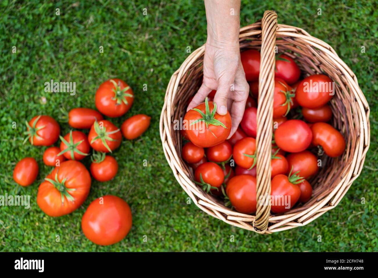 Draufsicht der Frau Bauern Hände halten geerntete reife Tomaten, Korb mit frisch gepflückten Tomaten auf grünem Gras. Gartenbau und Landwirtschaft. Stockfoto