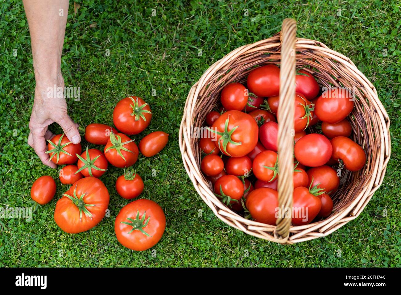Draufsicht der Frau Bauern Hände halten geerntete reife Tomaten, Korb mit frisch gepflückten Tomaten auf grünem Gras. Gartenbau und Landwirtschaft. Stockfoto