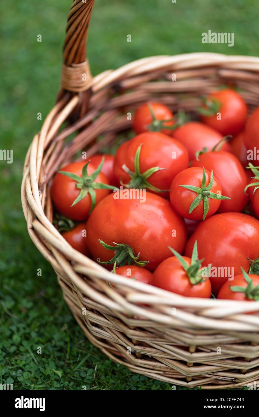 Korb voller frisch gepflückter roter Tomaten auf grünem Gras. Gartenbau und Landwirtschaft. Stockfoto