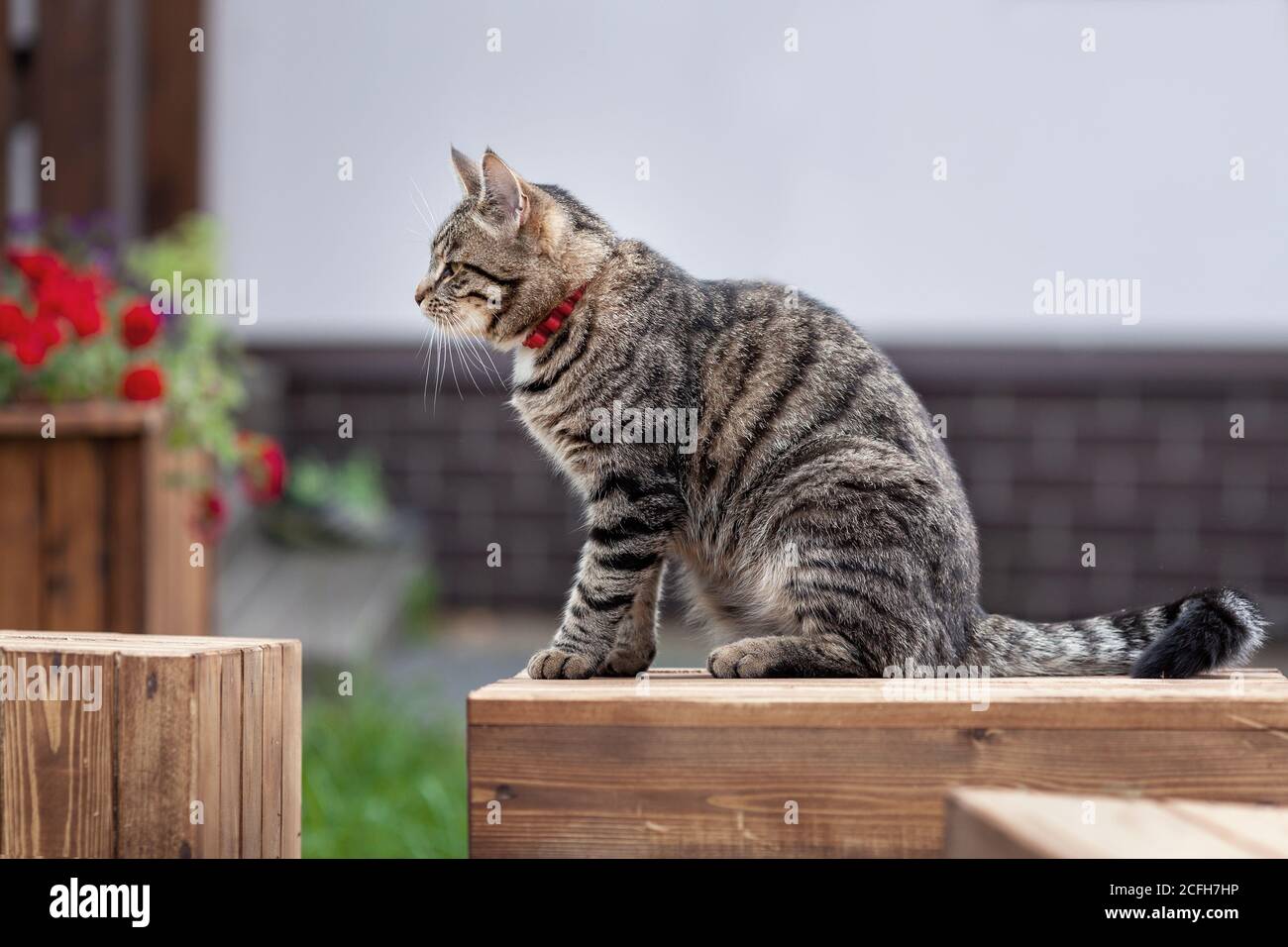 Junge graue tabby Hauskatze sitzt auf Holzkiste bei Hof des Landdorfes Stockfoto