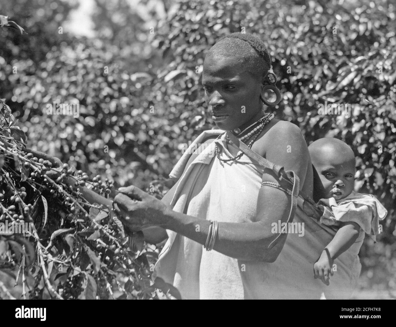 Middle East History - Plantagen in Kenya Colony. Native Frau Kommissionierung Kaffee mit Baby auf dem Rücken. Nahaufnahme Stockfoto